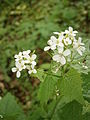 Alliaria petiolata