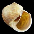 A shell of Amphibola crenata, underside view