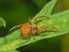 A. redii from Piedmont, Italy