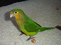 A pet parrot