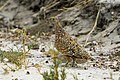 Burchell's Sandgrouse