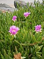 Carpobrotus edulis