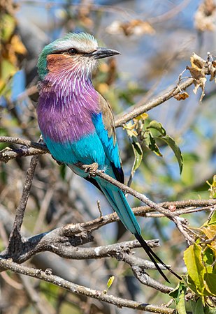 紫胸佛法僧（Coracias caudatus），摄于博茨瓦纳乔贝国家公园。