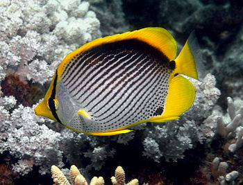 Blackback butterflyfish