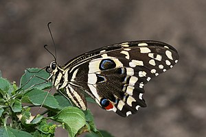 Citrus Swallowtail , Papilio demodocus