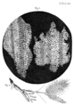 Image 23In Micrographia, Robert Hooke had applied the word cell to biological structures such as this piece of cork, but it was not until the 19th century that scientists considered cells the universal basis of life. (from History of biology)