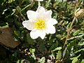 Dryas octopetala