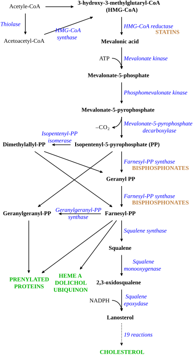 Cholesterol synthesis pathway