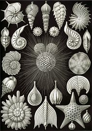 Haeckel Thalamophora