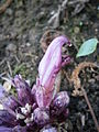 Lathraea clandestina close-up flower