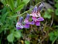 Lathyrus linifolius