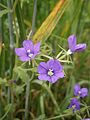 Legousia speculum-veneris