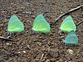 Mottled emigrant butterflies (Catopsilia pyranthe) at Kambalakonda