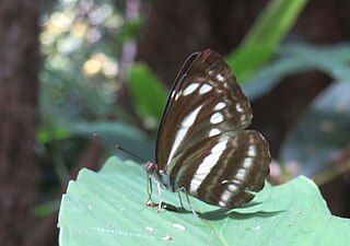 Ventral view