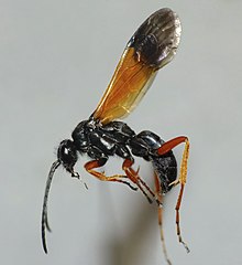 Priocnemis conformis with black colouration on the body