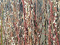 American pussy willow (Salix discolor) used in a decorative arrangement outside a hotel near Downtown Crossing.