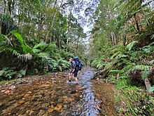 Radu Păltineanu in the Russell Forest, New Zealand, June 2020