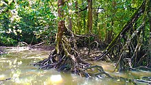 Trees submerged in water