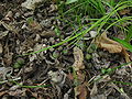 Seed capsules