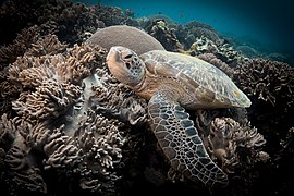 Sea Turtle in Apo Island