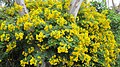 Senna pendula (Easter cassia)