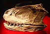 自贡恐龙博物馆展出的永川龙的头骨