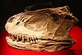 和平中华盗龙的头颅骨 - 自贡恐龙博物馆