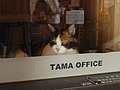 Tama on duty, July 2011
