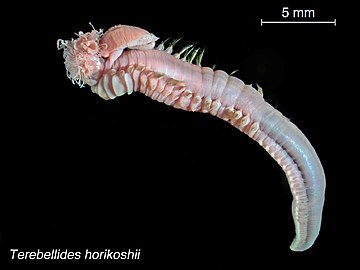 Terebellides horikoshii worm