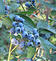 高丛蓝莓 Vaccinium corymbosum
