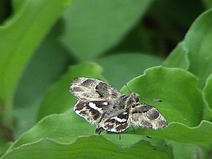 Dorsal view