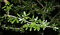 Heliodendron thozetianum foliage