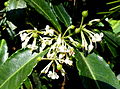 Flowers of Ardisia crenata