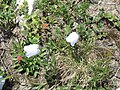 Campanula cochleariifolia pale form