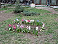 Garden flowers