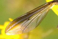 Wing details