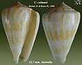 Conus colmani Röckel, D. & Korn, W., 1990