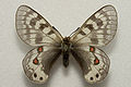Parnassius delphius infernalis, male from the Alai Mountains