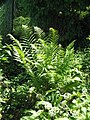 Dryopteris filix-mas