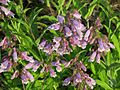 Flowers of Penstemon canescens