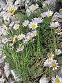 Erigeron compositus var. glabratus