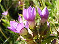 Close-up of flowers