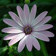 Close-up of flower