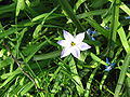 Ipheion uniflorum flower