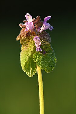 Lamium purpureum by Ivar Leidus