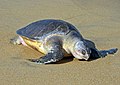 The Olive Ridley is the most common type of sea turtles found in Indian waters. Their habitat mainly includes the shallow coastal waters of India on the eastern seaboard. Of the eight species of sea turtles found worldwide, five occur in Indian coastal waters.<ref>{{cite book