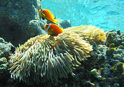 Clownfish (Amphiprioninae)