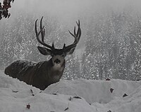 Male O. h. hemionus near Leavenworth, Washington