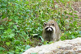 A raccoon at the Cohon Family Nature Escape. The outdoor exhibit is located behind the science centre, within the Don Valley.