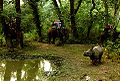 Chitwan National Park, elephant safari after an Indian rhinoceros